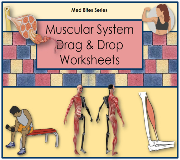 Muscular System – Drag & Drop Worksheets (Med Bites Series)