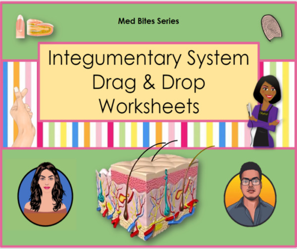 Integumentary System – Drag & Drop Worksheets (Med Bites Series)