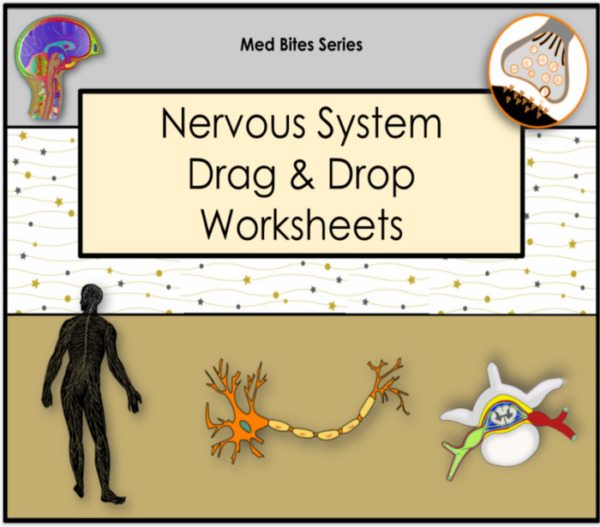 Nervous System – Drag & Drop Worksheets (Med Bites Series)