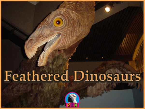 Feathered Dinosaurs: PowerPoint & Activities