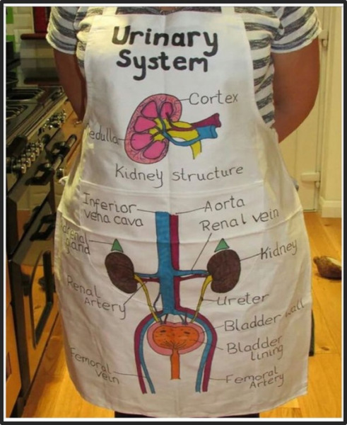 Urinary System Project with Rubric