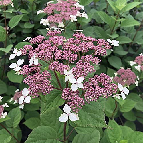 INVINCIBELLE LACE – Smooth Hydrangea – Pink Blooms – Hardy – Proven Winners