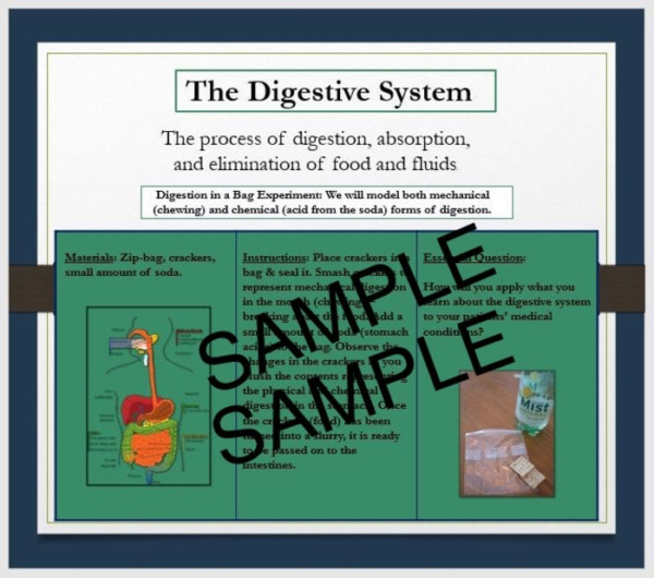Digestive System Power Point: Includes Project Instructions & Rubric