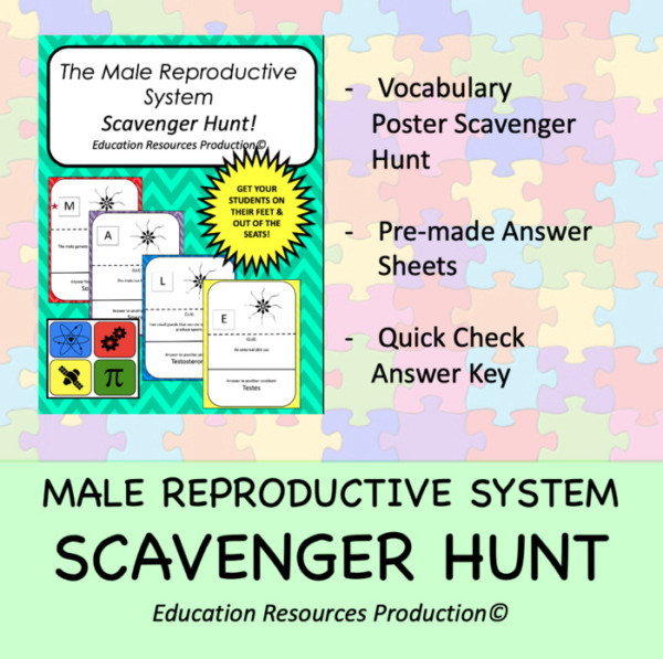 Male Reproductive System Scavenger Hunt Activity