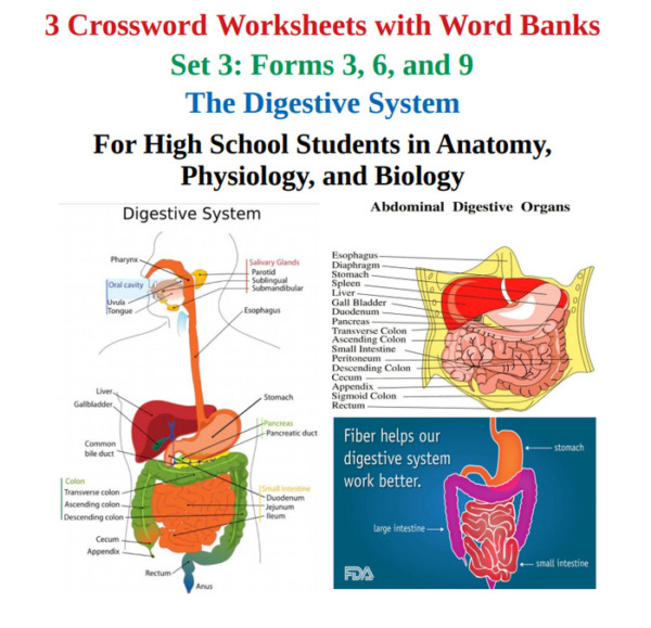 The Digestive System: Three Crossword Worksheets with Word Banks – Set 3
