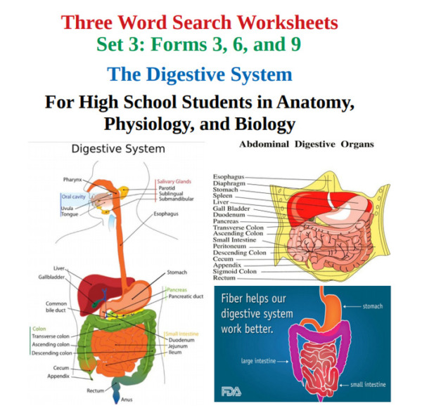 The Digestive System: Three Word Search Worksheets – Set 3