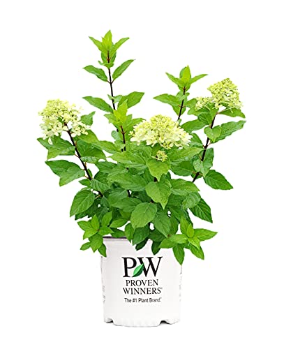Live plant from Green Promise Farms Hydrangea pan. Quick Fire Fab (Panicle) Shrub, 2 Size Container Proven Winners, White to Pink Flowers