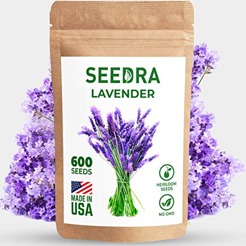 SEEDRA 600 English Lavender Seeds for Indoor and Outdoor Planting – 500mg – GMO-Free and Heirloom Seeds – Germination Above 90% – 1 Pack | The Storepaperoomates Retail Market - Fast Affordable Shopping