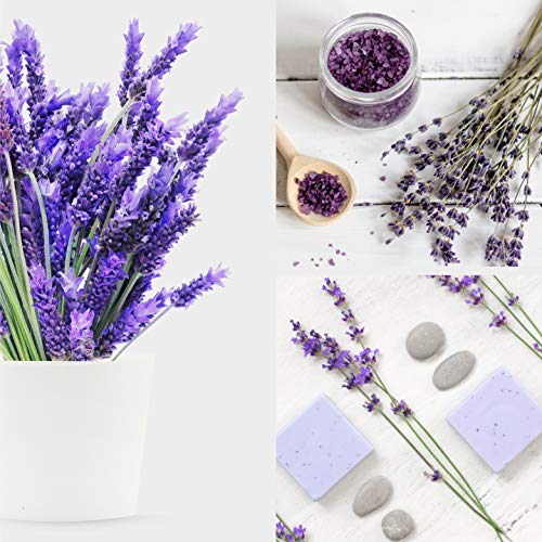 SEEDRA 600 English Lavender Seeds for Indoor and Outdoor Planting – 500mg – GMO-Free and Heirloom Seeds – Germination Above 90% – 1 Pack | The Storepaperoomates Retail Market - Fast Affordable Shopping