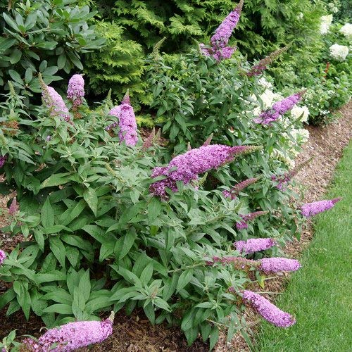 Proven Winners BUDPRC1457800 Pugster Pinker Butterfly Bush Live Plant, 4.5 in. Quart, Pink Flowers | The Storepaperoomates Retail Market - Fast Affordable Shopping