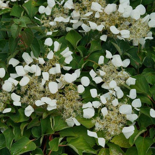 Proven Winners SCZPRC1007800 Flirty Girl False Hydrangea-Vine Live Plant, 4.5 in. Quart, White Flowers | The Storepaperoomates Retail Market - Fast Affordable Shopping