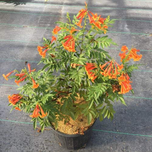 Proven Winners TECPRC1006101 Chicklet Esperanza Live Plant, 1 Gallon, Orange Flowers | The Storepaperoomates Retail Market - Fast Affordable Shopping