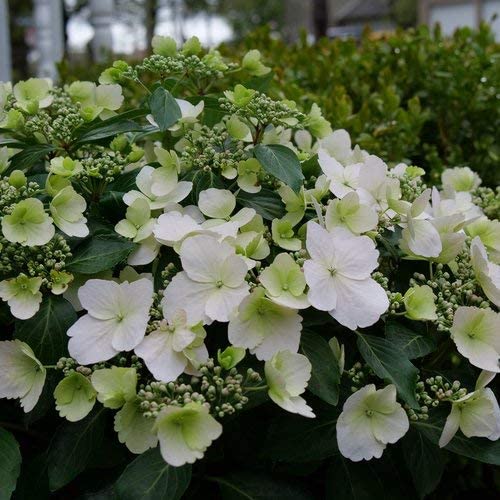 Proven Winners HYDPRC5006101 Fairytrail Bride (Cascade Hydrangea) Live Plant, 1 Gallon, White Flowers