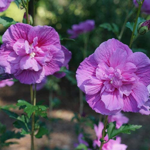 Proven Winners HIBPRC2156101 Dark Lavender Chiffon Rose of Sharon Live Plant, 1 Gallon, Purple Flowers | The Storepaperoomates Retail Market - Fast Affordable Shopping