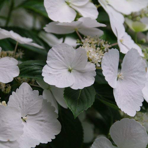 Proven Winners HYDPRC5007800 Fairytrail Bride (Cascade Hydrangea) Live Plant, 4.5 in. Quart, White Flowers | The Storepaperoomates Retail Market - Fast Affordable Shopping