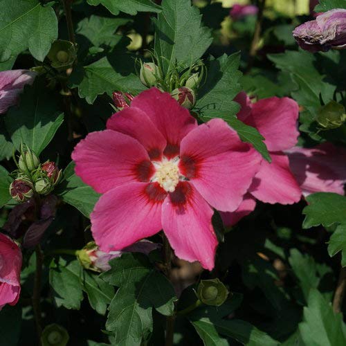 Proven Winners HIBPRC3006101 Rouge Paraplu Rose of Sharon Live Plant, 1 Gallon, Pink-Red Flowers | The Storepaperoomates Retail Market - Fast Affordable Shopping