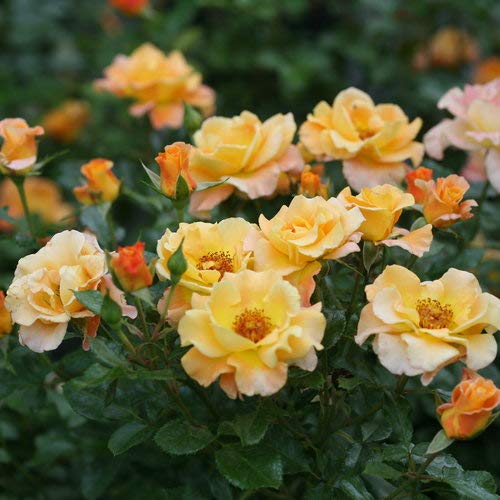 Proven Winners ROSPRC1136101 Suñorita Landscape Rose Live Plant, 1 Gallon, Orange Flowers