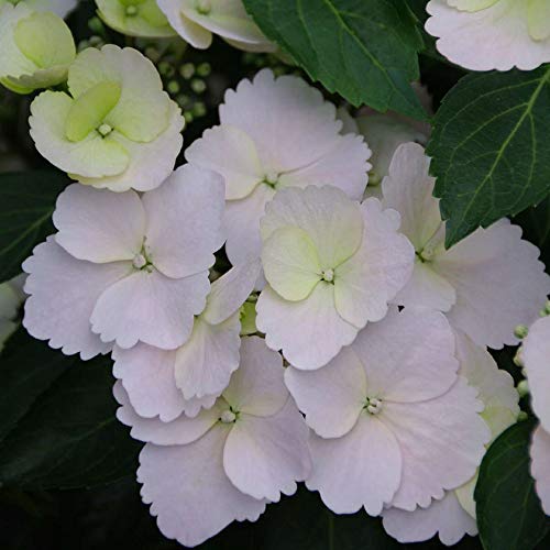 FAIRYTRAIL BRIDE™ Cascade Hydrangea™ – White Blooms – Proven Winners – 4″ Pot