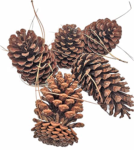 Zugar Land 12 Pack Pine Cones 5″ – 6″ Real All Natural Pinecones in Bulk (Unscented) Various Size – Perfect for Arts and Crafts, Home Decor Accent Vase Filler. (5-6 Inch)