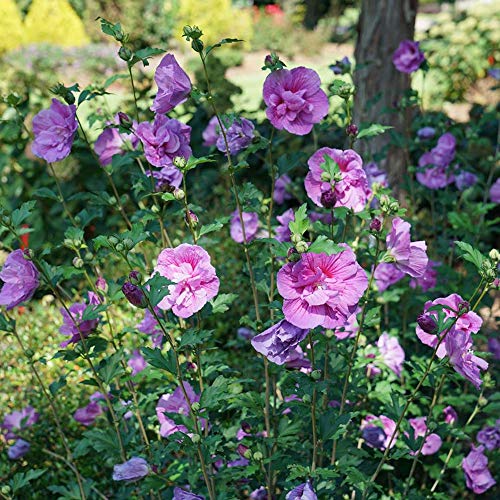 Dark Lavender CHIFFON® Hibiscus – Rose of Sharon – Proven Winner – 4″ pot