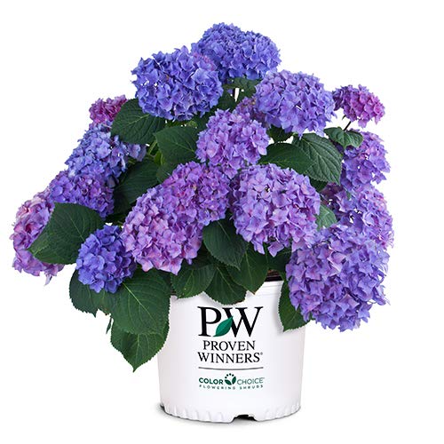 Proven Winner Let’s Dance Rhythmic Hydrangea, 2 Gallon, Lustrous Green Foliage with Rich Blue Blooms