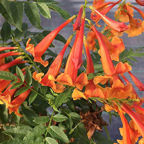 CHICKLET™ Orange Trumpet Bush – Esperanza – Proven Winners – 4″ Pot