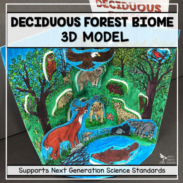 Deciduous Forest Biome Model – 3D Model – Biome Project
