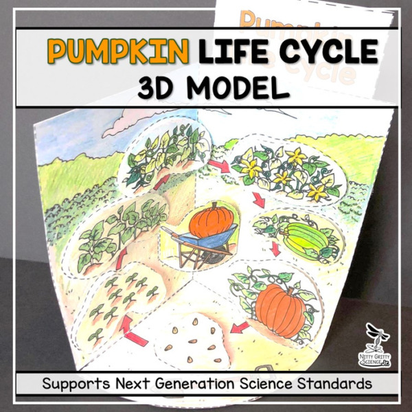 Pumpkin Life Cycle Model – 3D Model
