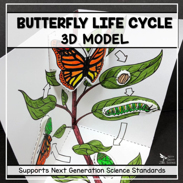 Butterfly Life Cycle Model – 3D Model