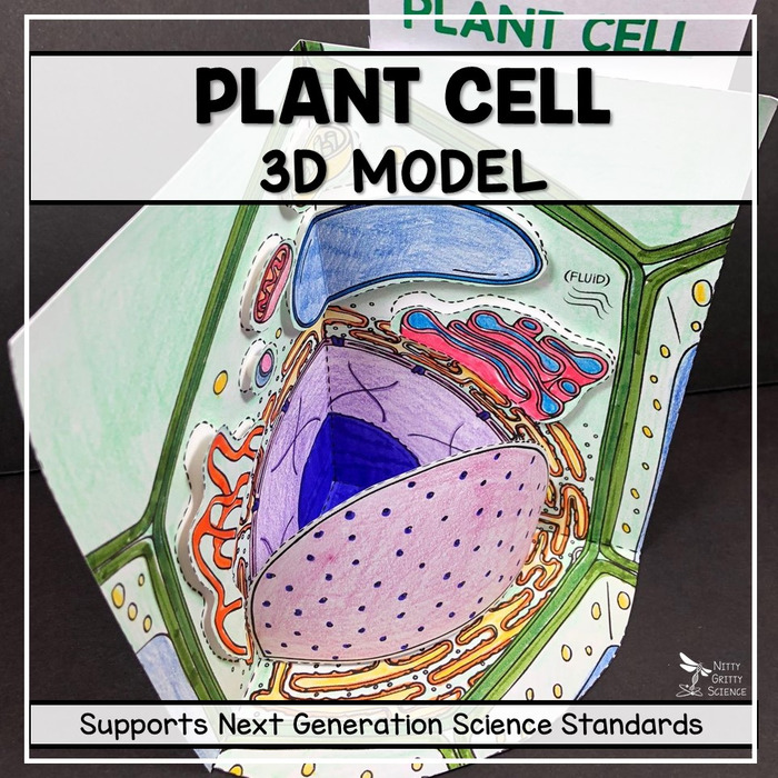 Plant Cell Model – 3D Model | The Storepaperoomates Retail Market - Fast Affordable Shopping