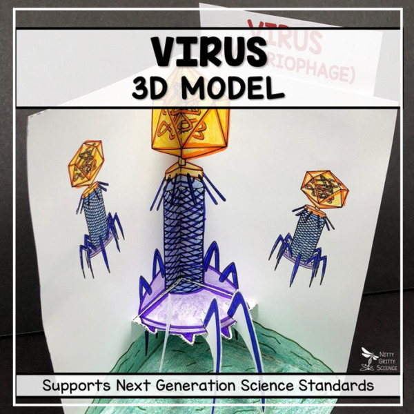 Virus Model – 3D Model (Bacteriophage)