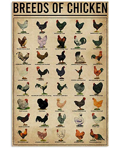 Pozino Chicken All Breeds of Chicken World Education Science Classroom Chart Metal Tin Sign Great Retro Gifts and Decorative Door Wall School Bedroom Farm Hospital Metal Sign 12×16 inch