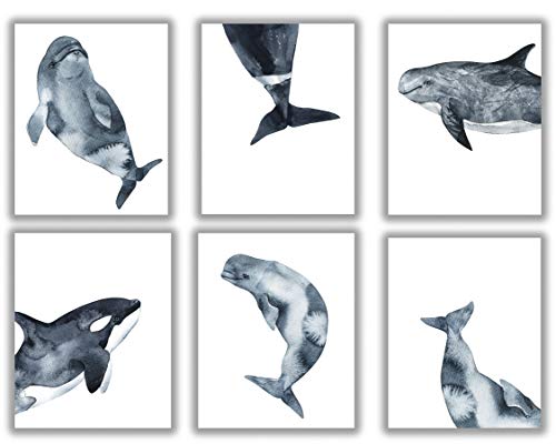 Whales Wall Art Prints – Set of 6-8×10 UNFRAMED Watercolor Nursery, Beach House, Nautical Decor. Beluga, Killer, Blue Whales in Shades of Navy, Blue and Gray
