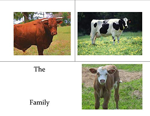Farm Animal Family Name Practice