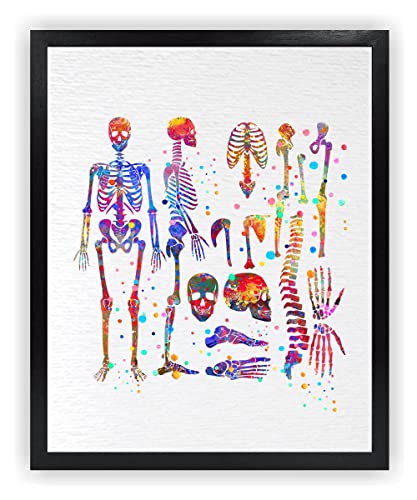 Dignovel Studios 8X10 Unframed Skeletal System Human Skeleton Body Anatomy Medical Medicine Science Watercolor Art Print Poster Wall Art Nursery Kids Office Home Decor DN574