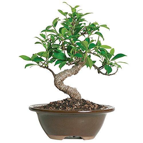 Brussel’s Live Golden Gate Ficus Indoor Bonsai Tree – 4 Years Old; 5″ to 8″ Tall with Decorative Container