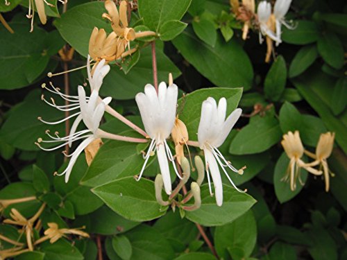Hardy Favorite Hall’s Honeysuckle Lonceria japonica Live Plant | The Storepaperoomates Retail Market - Fast Affordable Shopping