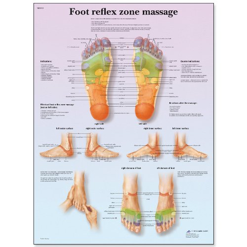 3B Scientific VR1810L Glossy UV Resistant Laminated Paper Foot Reflex Zone Massage Anatomical Chart, Poster Size 20″ Width x 26″ Height