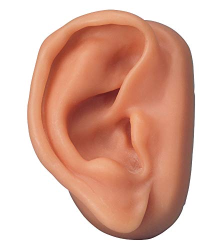 3B Scientific N15/1R SKINlike Silicone Right Acupuncture Ear Model, 3.7″ x 2.4″ x 1.6″