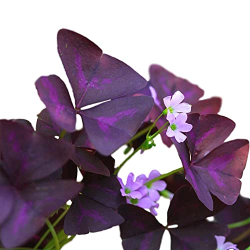 Oxalis Triangularis ‘Purple Shamrocks’ (20 Pack) Plant Bulbs for Gardening – Dark Purple Foliage & Light Pink Flowering Blooms, Professionally Grown from Easy to Grow