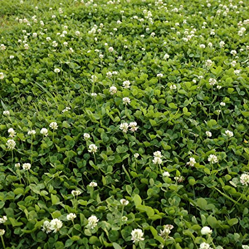 Outsidepride White Dutch Clover Seed for Erosion Control, Ground Cover, Lawn Alternative, Pasture, Forage, & More – 5 LBS