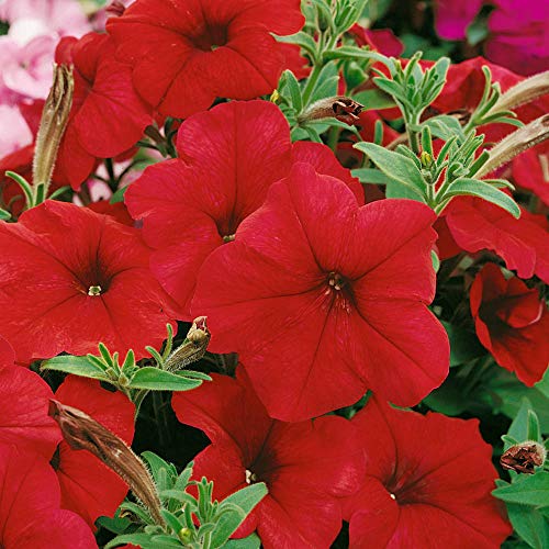 Outsidepride Petunia Multiflora Red Indoor House Plants Or Outdoor Container, Basket, or Pot Flowers – 500 Seeds