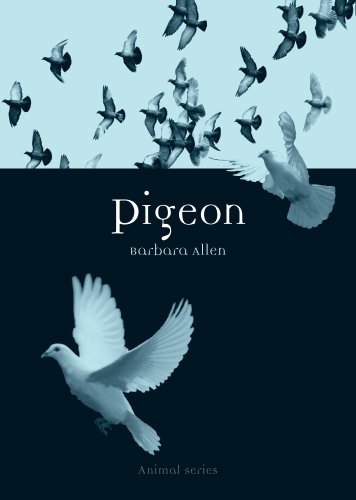 Pigeon (Animal Series)