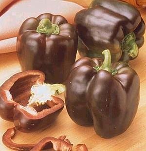 Pepper Sweet Chocolate Beauty Bell Great Heirloom Vegetable 10 Seeds