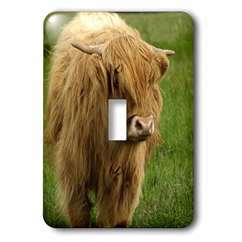 3dRose lsp_82799_1 Scotland, Highland Cow, Farm Animal Eu36 Cmi0128 Cindy Miller Hopkins Single Toggle Switch