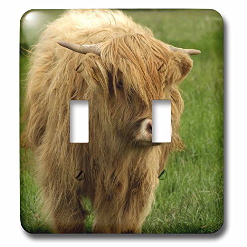 3dRose lsp_82799_2 Scotland, Highland Cow, Farm Animal Eu36 Cmi0128 Cindy Miller Hopkins Double Toggle Switch