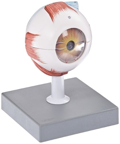 EISCO Human Eye Model – 3X Enlarged – 7 Parts Labs