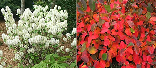 Fothergilla Gardenii Bush – White Flowering Shrub & Red Fall Color – Live Plant Shipped 1 to 2 Feet Tall (No California)