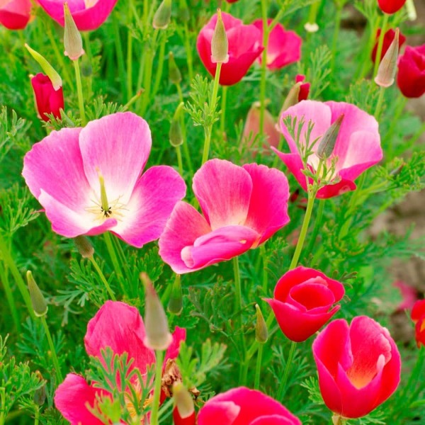 California Poppy Seeds – Carmine King – 1 Pound – Pink/Red Flower Seeds, Open Pollinated Seed Attracts Bees, Attracts Butterflies, Attracts Pollinators, Easy to Grow & Maintain, Container Garden