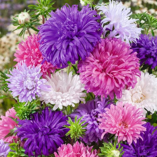 China Aster Seeds – Ostrich Feather Mix – Packet – Pink/Purple/White Flower Seeds, Open Pollinated Seed Attracts Bees, Attracts Butterflies, Attracts Pollinators, Easy to Grow & Maintain, Container